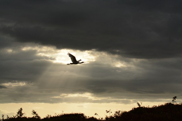 ©Jean Janssen I practiced trying to catch birds in flight against the sunset on this cloudy day.