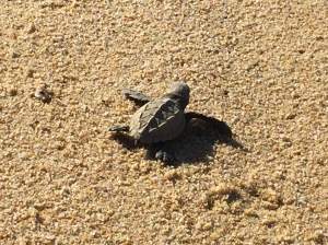 Bob watched freshly hatched Ridley turtles try to make it to the ocean on his morning walk.--photo by Bob Kochman