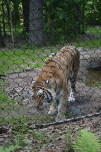 Up close and personal with the tigers at the John Ball Zoo, Grand Rapids, Michigan ©Jean Janssen