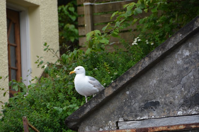 As a cruise vacation and stops in lots of sea ports, we saw seagulls everyday.  This gull sits on a rooftop in Portree, Isle of Skye, Scotland. ©Jean Janssen