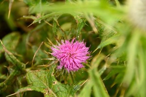 I spotted my first Scottish thistle by the gate at the Calanais Stone Circle. ©Jean Janssen 