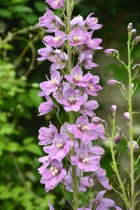 From the Cawdor Castle Gardens, Nairn, Scotland ©Jean Janssen