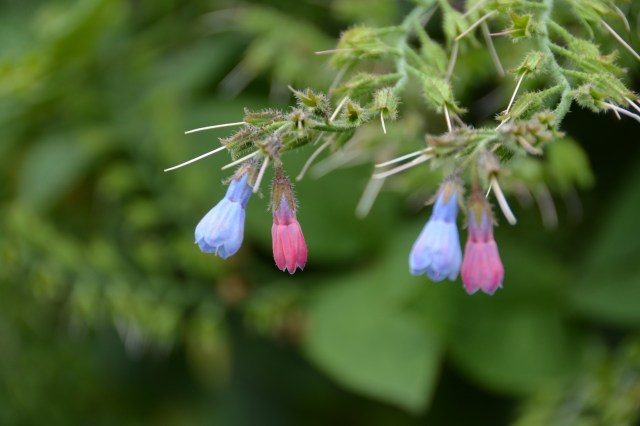 In the gardens of Cawdor Castle, Nairn, Scotland ©Jean Janssen