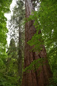 The wild garden, Cawdor Castle, Nairn, Scotland ©Jean Janssen