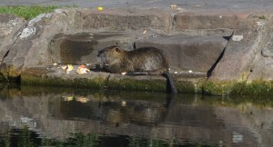Wildlife along the canal, a beaver on the steps, Strasbourg, France ©Jean Janssen