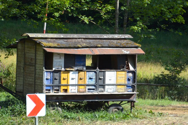 In the Black Forest, Germany ©Jean Janssen
